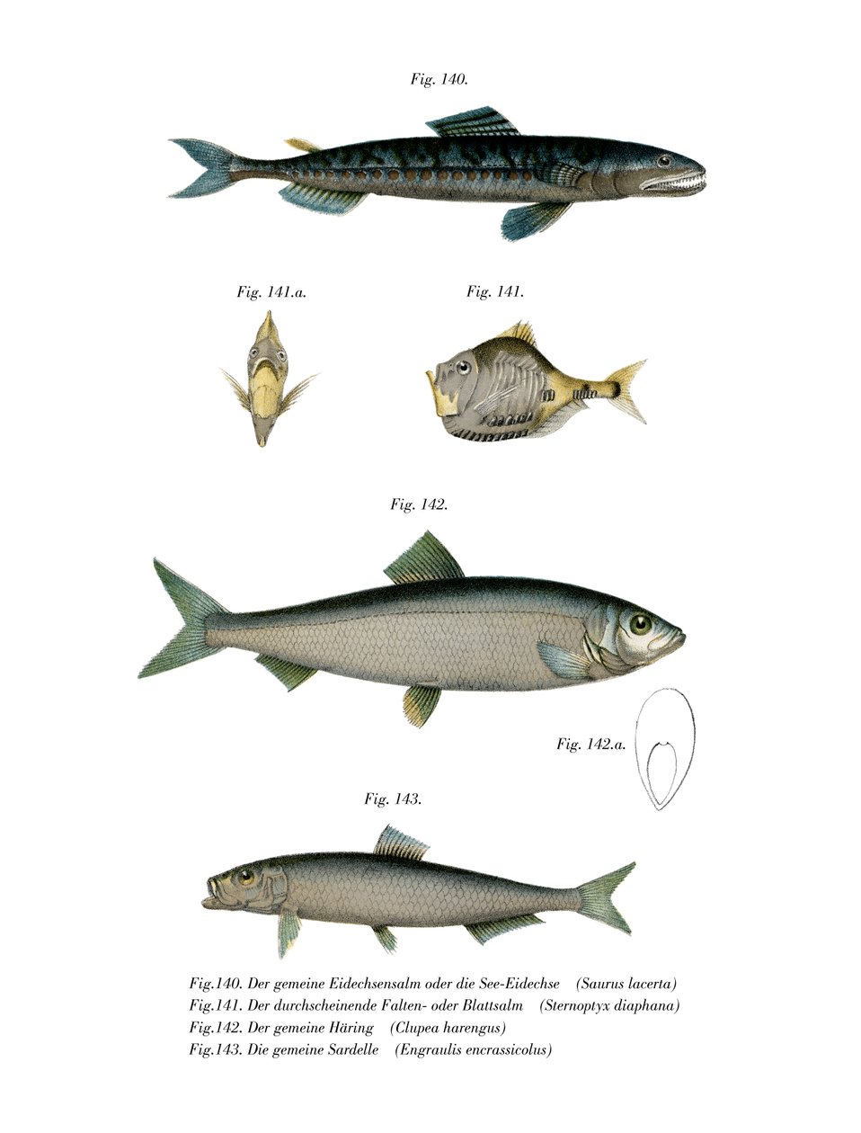 Atlantic Saury (renkli taş) by German School