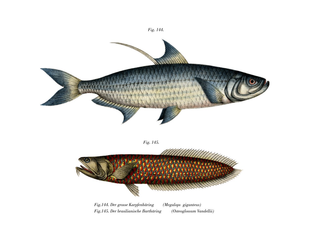 Atlantik Tarponu (renkli taş) by German School