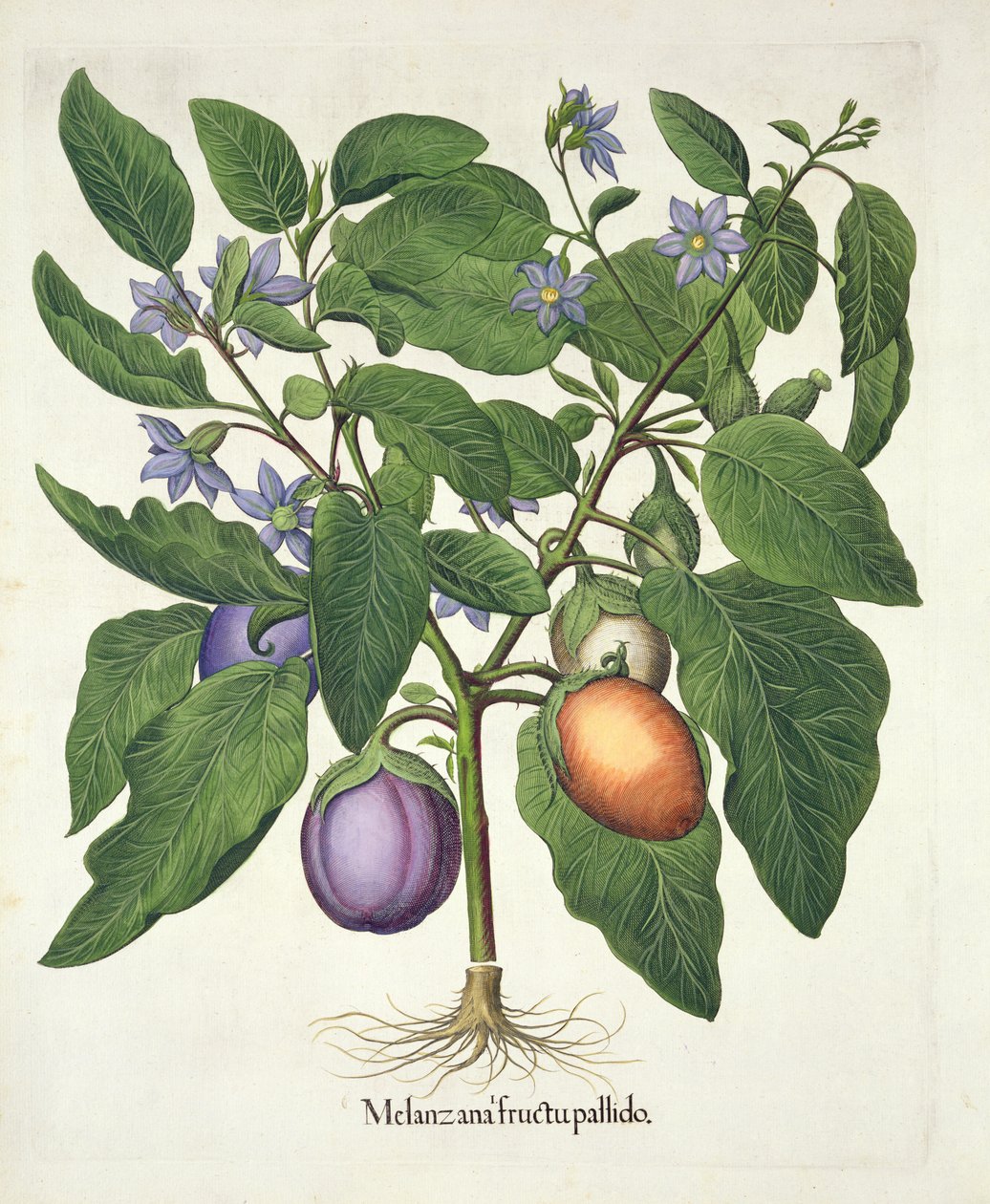 Patlıcan: Melanzana fructu pallido, Hortus Eystettensis