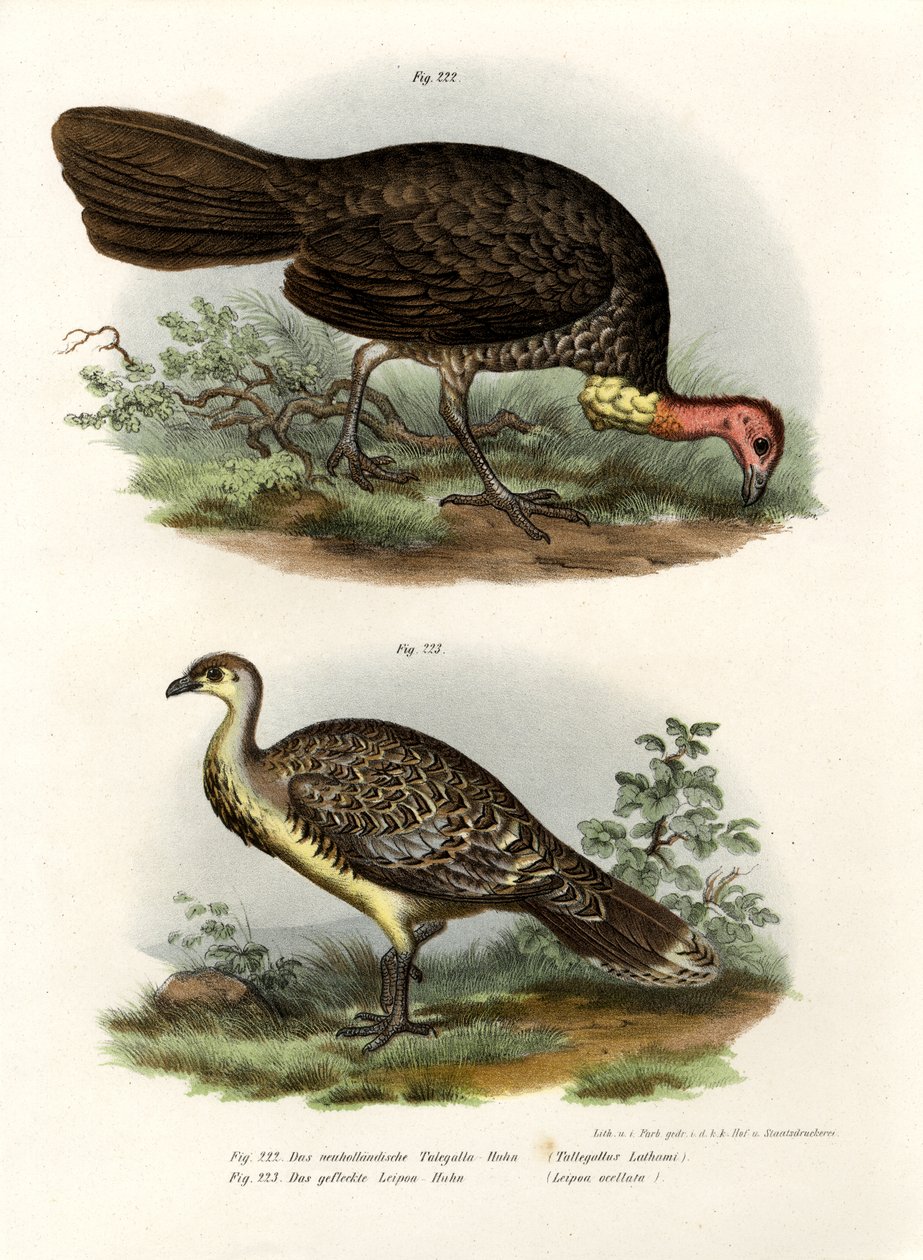 Avustralya Fırçası-Türkiye, 1864 by German School