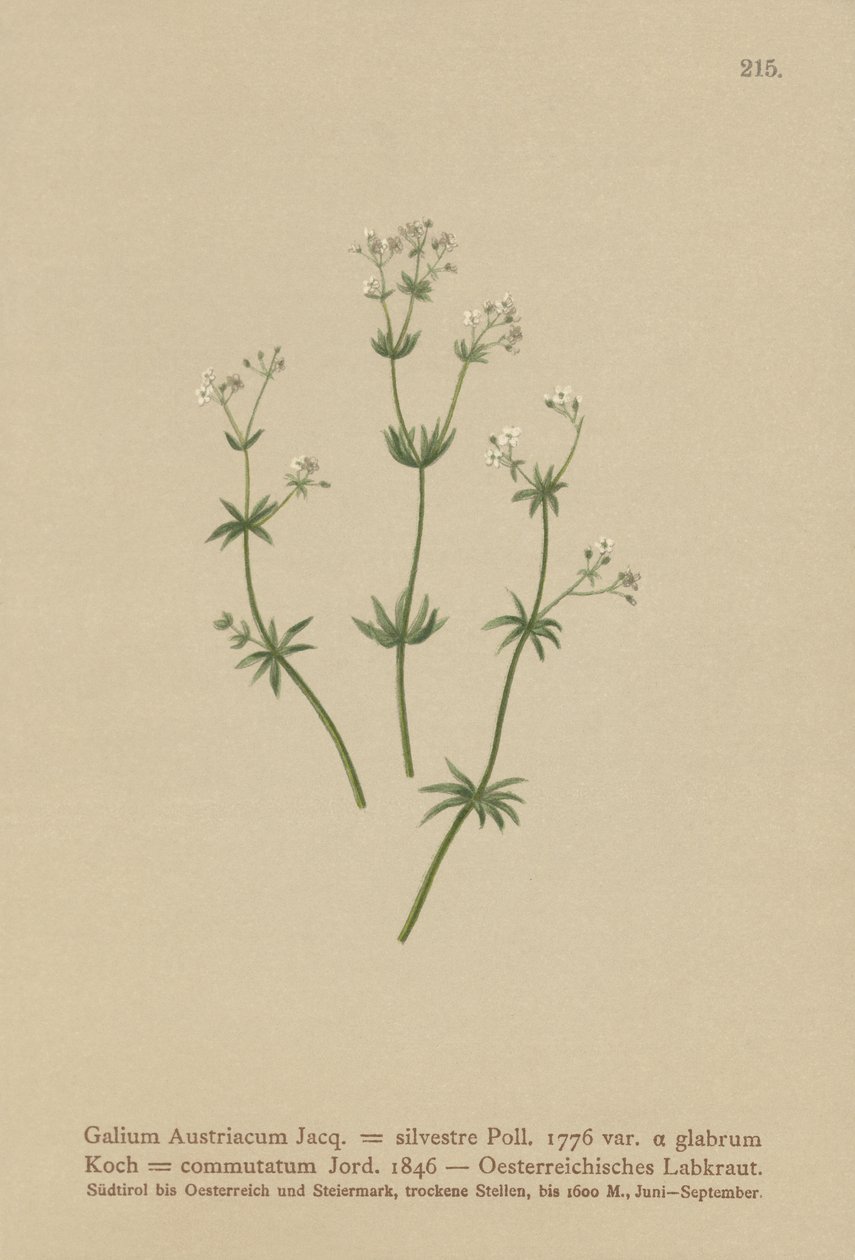 Avusturyalı Bedstraw ( Galium Austriacum , Galium wild ( var. glabrum ) Galium by German School