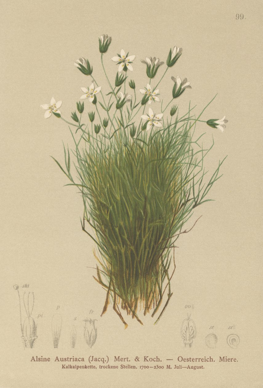 Avusturya Sandwort (Avusturya Alsine, Avusturya Minuartia) by German School