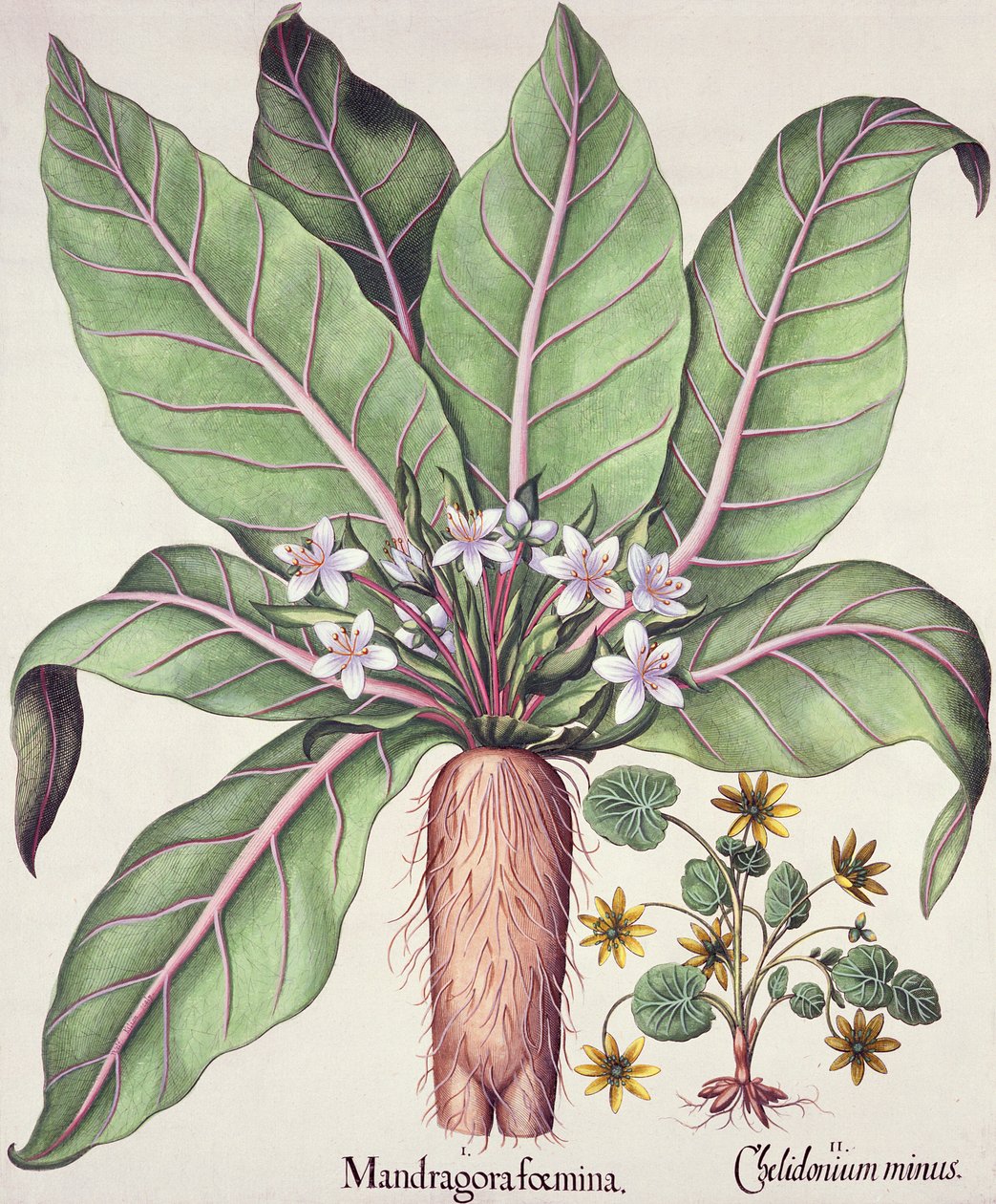 Sonbahar Mandrake, Hortus Eystettensis