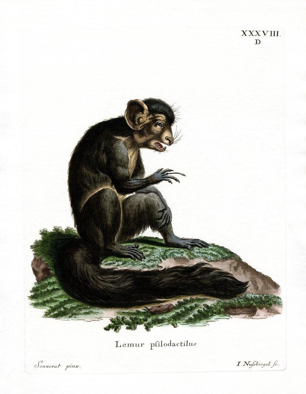 Aye-Aye (renkli gravür) by German School