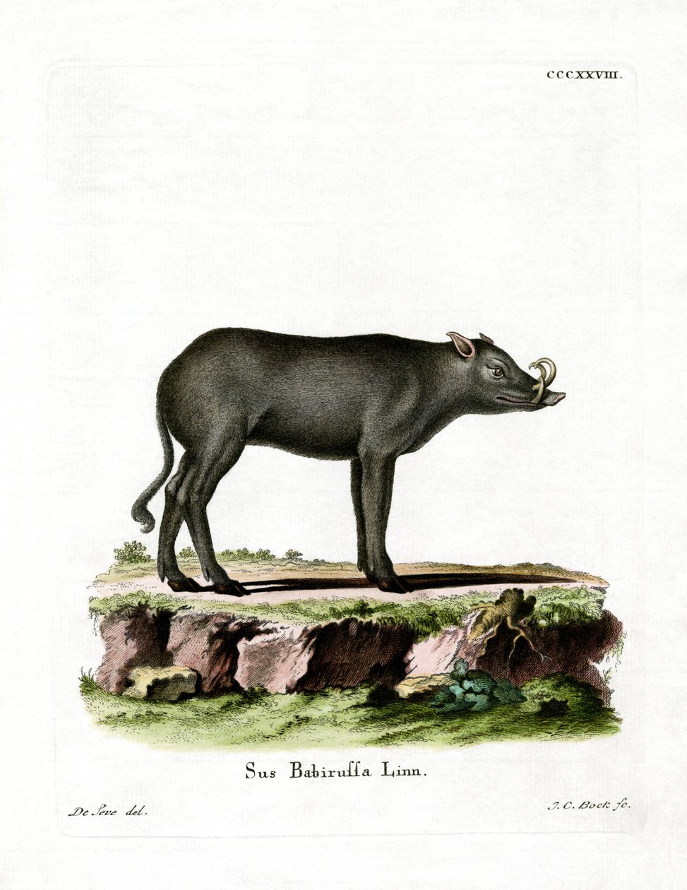 Babirusa (renkli gravür) by German School