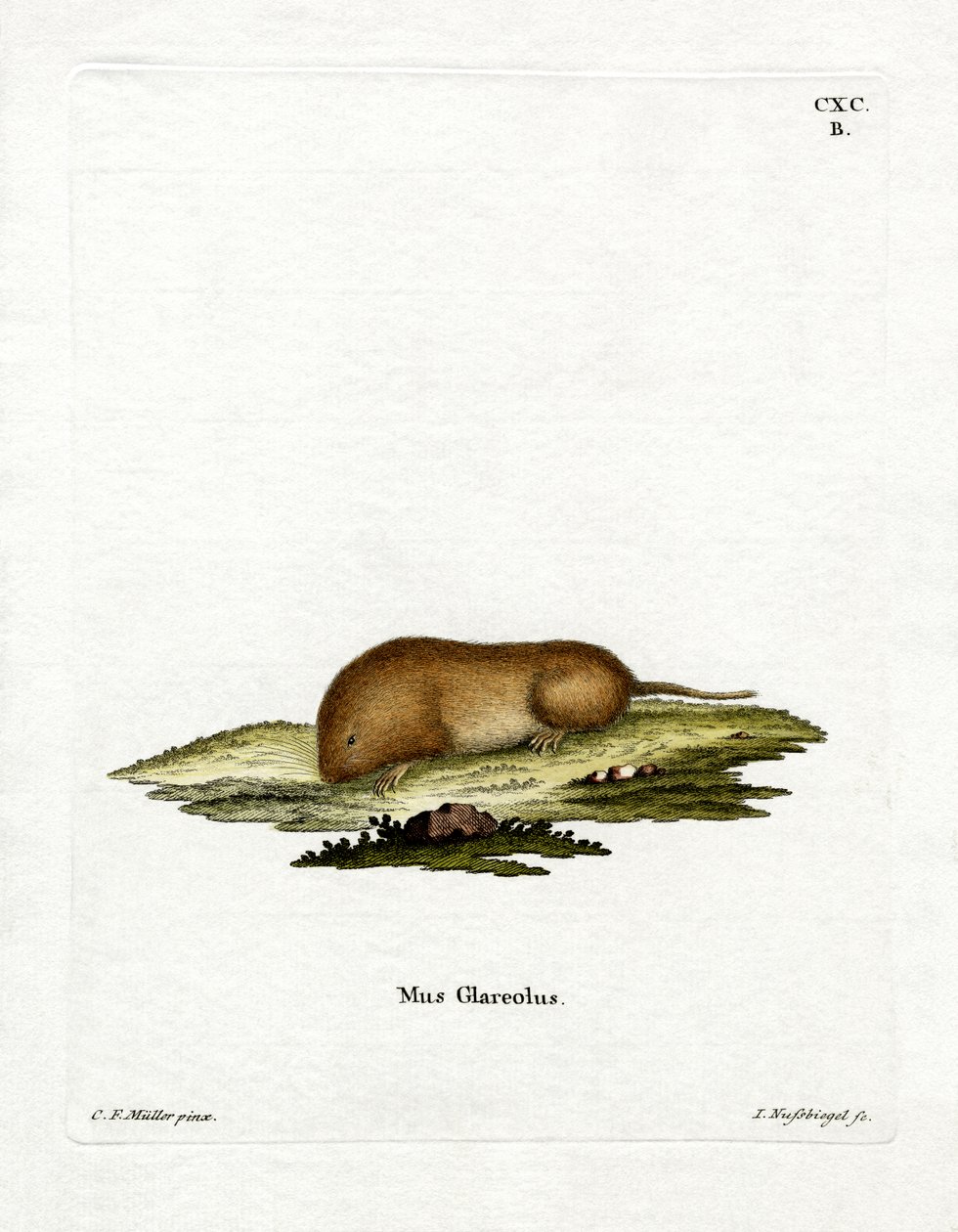 Bank Vole (renkli gravür) by German School