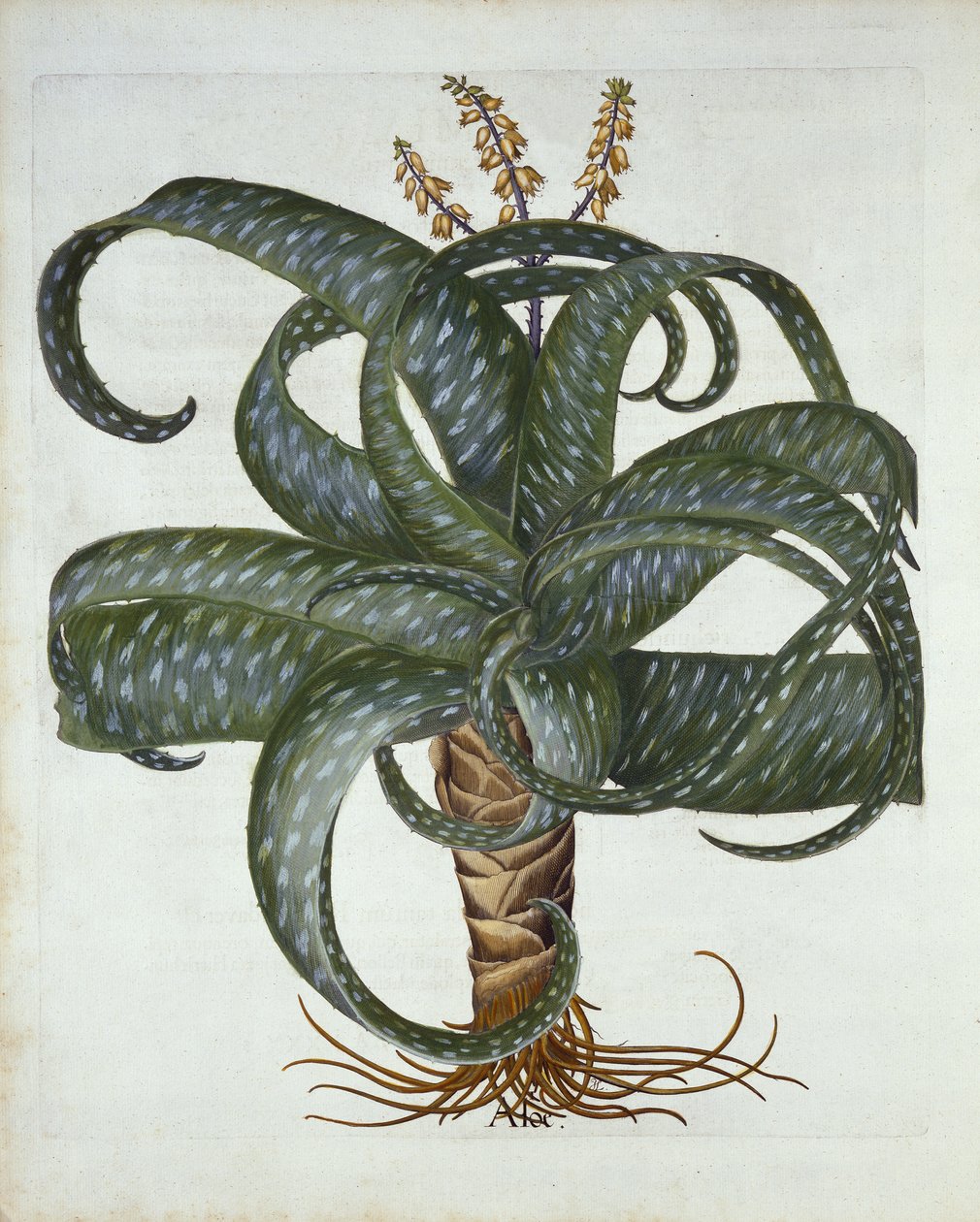 Hortus Eystettensis
