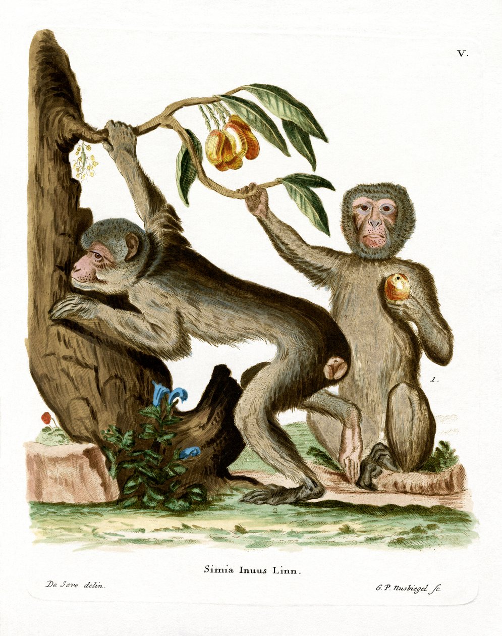 Barbary Ape (renkli gravür) by German School