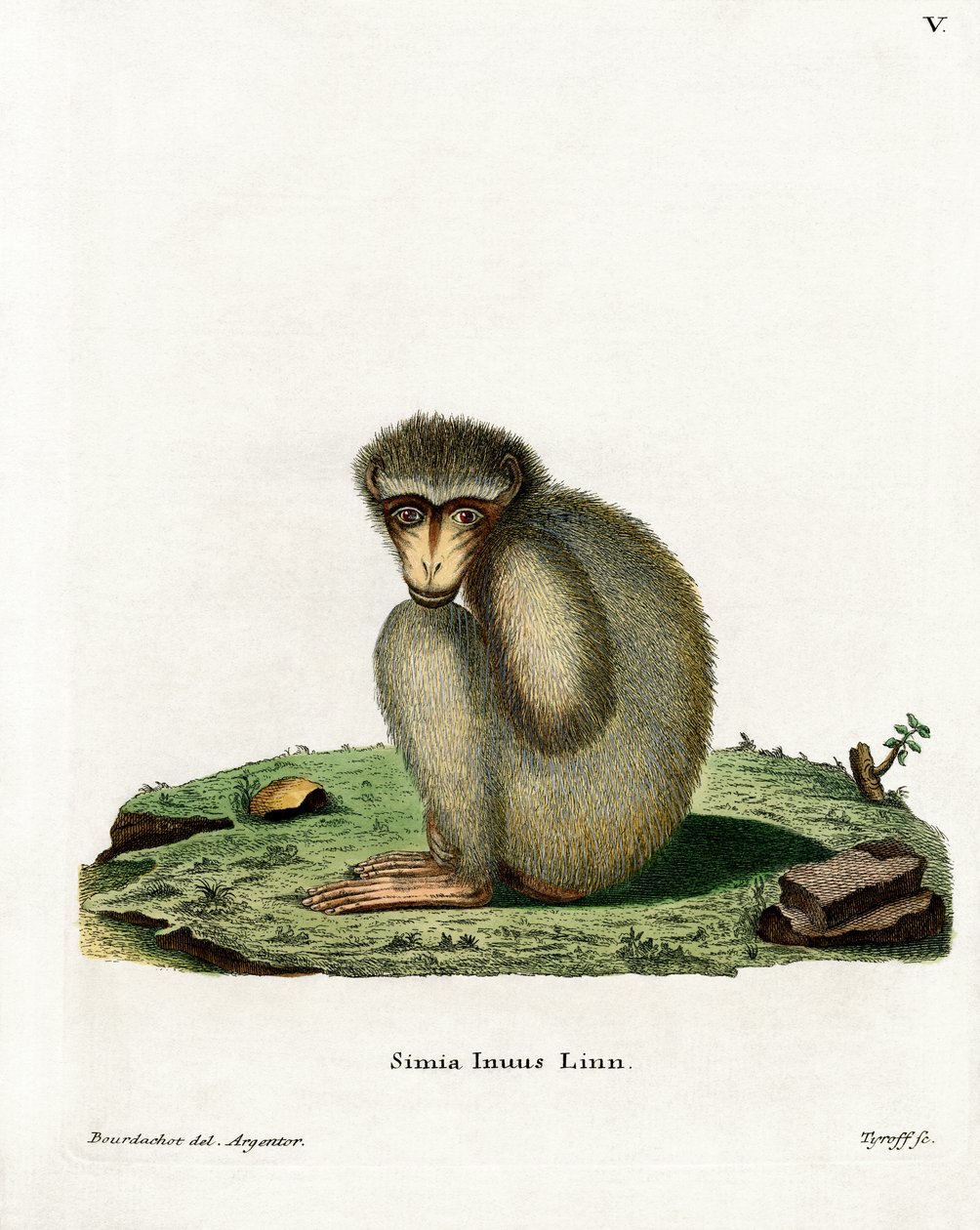 Barbary Ape (renkli gravür) by German School