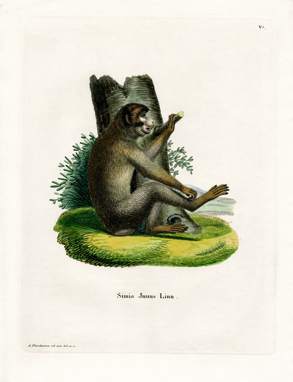 Barbary Ape (renkli gravür) by German School