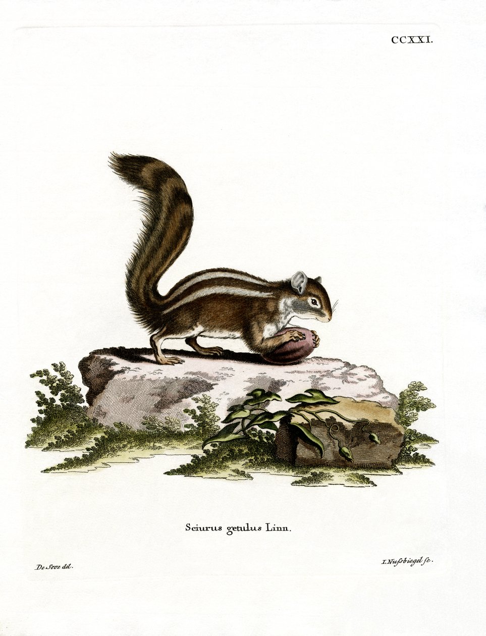 Barbary Yer Sincabı (renkli gravür) by German School