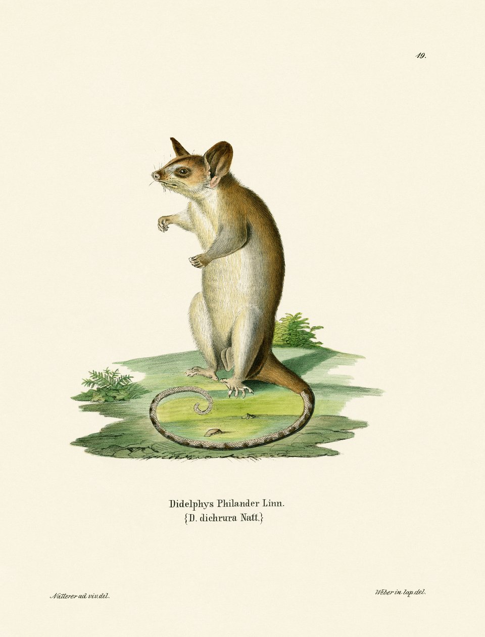 Çıplak kuyruklu Yünlü Opossum (renkli gravür) by German School