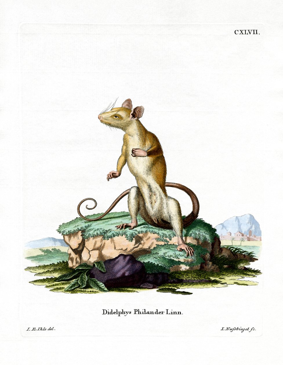 Çıplak kuyruklu Yünlü Opossum (renkli gravür) by German School