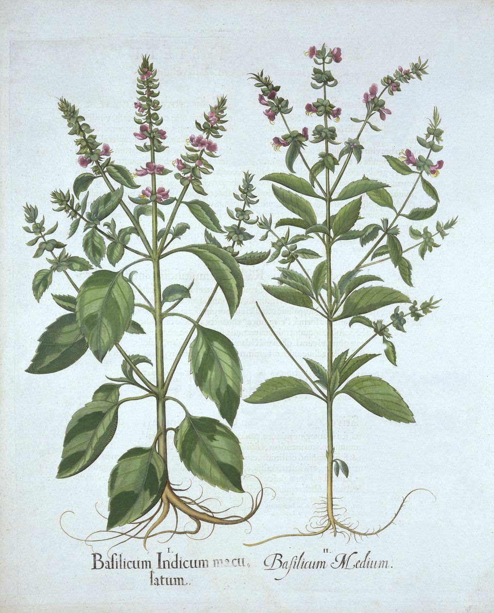 Basil, from Hortus Eystettensis, Basil Besler (1561-1629), yayın. 1613 (el boyaması gravür) by German School