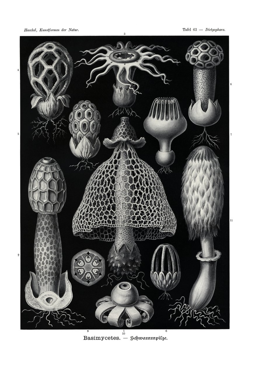 Basimycetes, 1899-1904 by German School