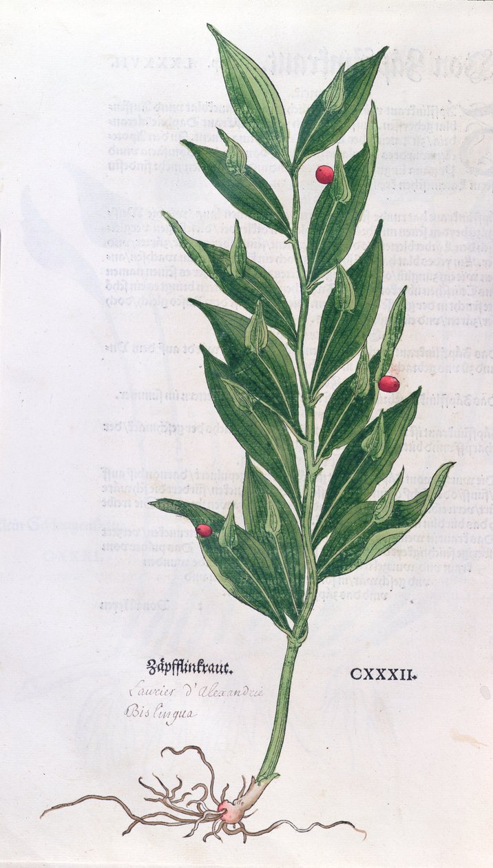 Baytree, Leonhart Fuchs (1501-66) tarafından The Herbarium için illüstrasyon, Basel, 1555'te yayınlandı (renkli gravür) by German School