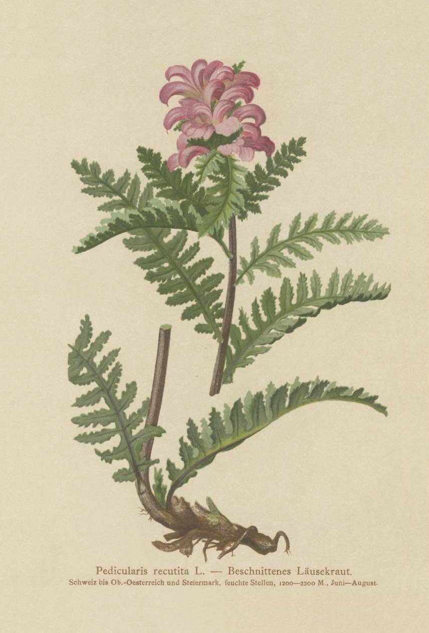 Gagasız Kırmızı Lohusa (Pedicularis recutita) by German School