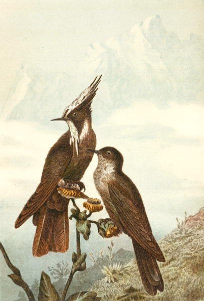 Sakallı Miğferler, "Brehms Tierleben: Allgemeine Kunde des Tierreichs", cilt 4, s. 675, Bibliographisches Institut tarafından yayınlandı by German School