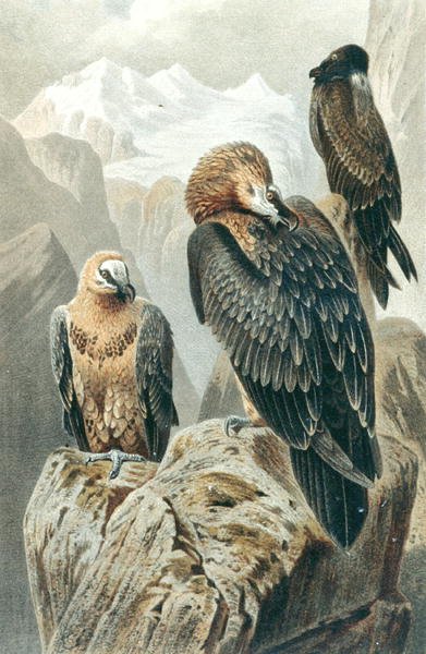 Sakallı Akbaba, "Brehms Tierleben: Allgemeine Kunde des Tierreichs", cilt 6, s.415