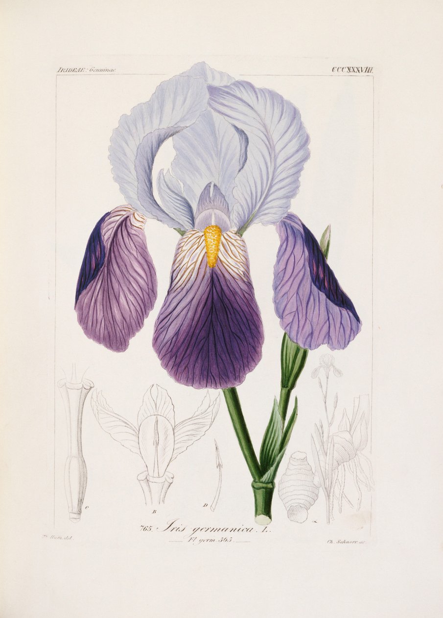 Ch tarafından oyulmuş sakallı iris. Schnorr (el renginde taş) by German School
