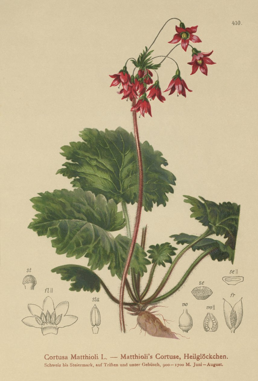 Ayılar-Kulak Sanicle (Cortusa Matthioli) by German School