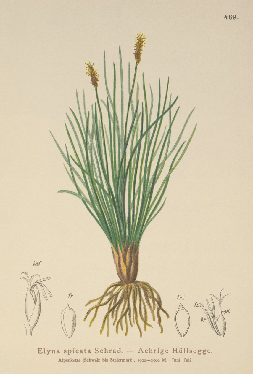 Bellardis bataklık sazları (Kobresia myosuroides, Elyna myosuroides, Kobresia bellardii, Elyna bellardii, Elyna scirpina, Elyna spicata) by German School