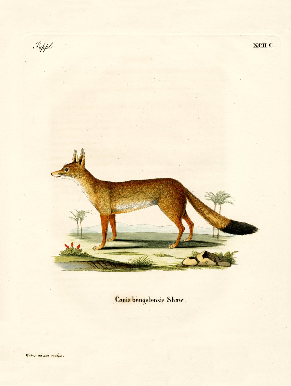 Bengal Tilkisi (renkli gravür) by German School