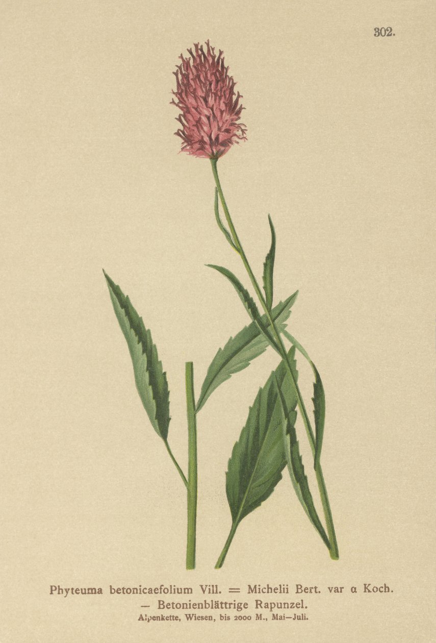 Beton Yapraklı Rampa (Phyteuma betonicaefolium) by German School