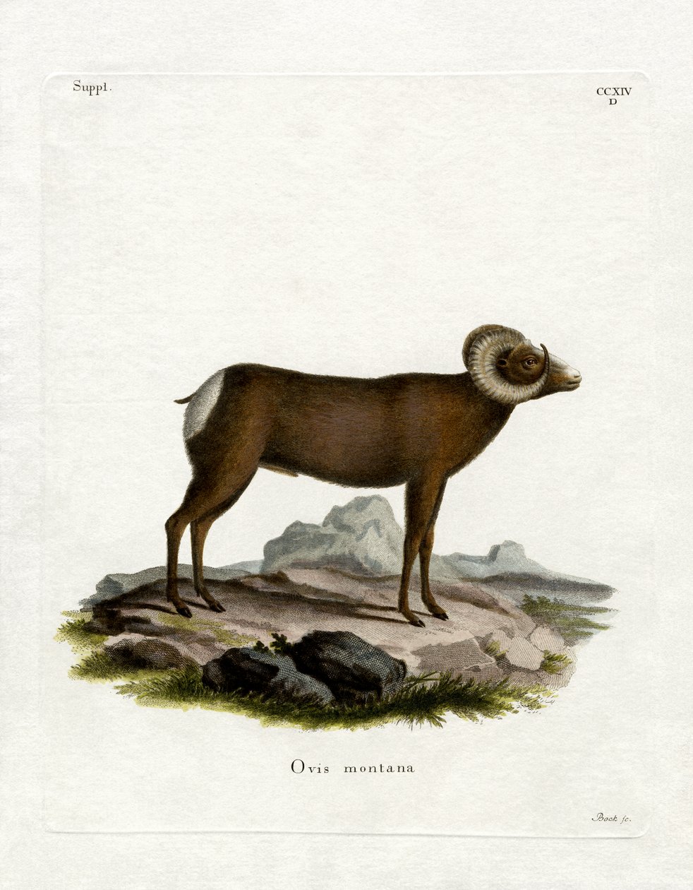 Bighorn Koyun (renkli gravür) by German School