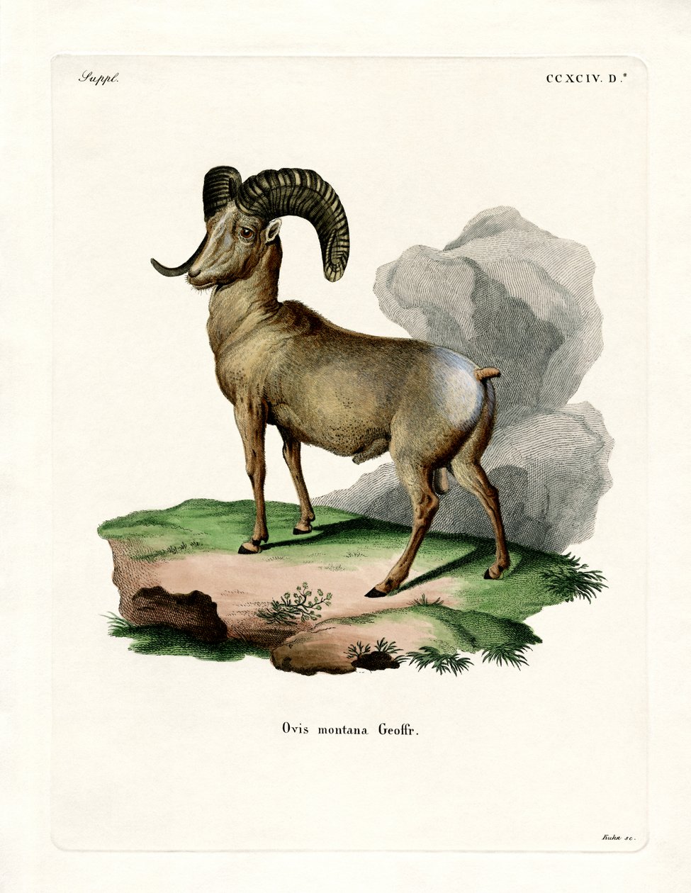 Bighorn Koyun (renkli gravür) by German School