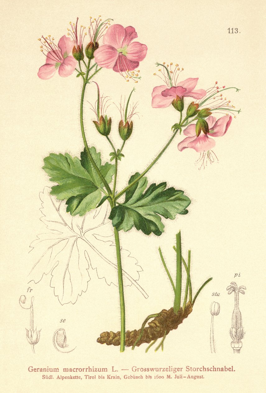 Bigroot Sardunya (Sardunya macrorrhizum) by German School