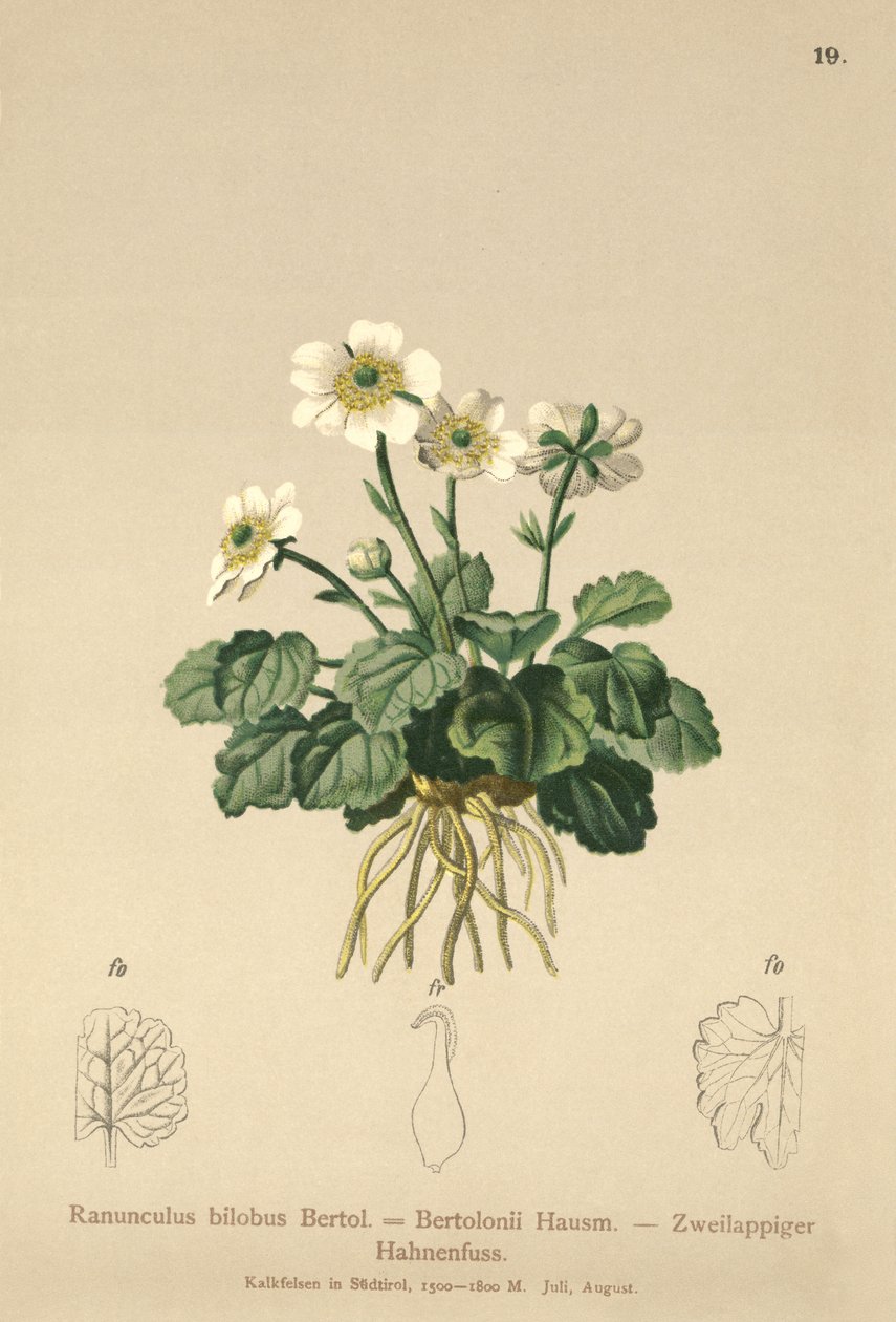 Düğünçiçeği (Ranunculus bilobus, Düğünçiçeği Bertolonii) by German School
