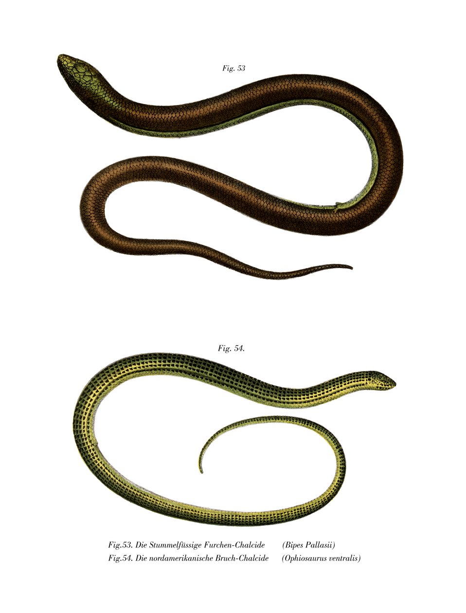 Bipes Pallasii (renkli taş) by German School