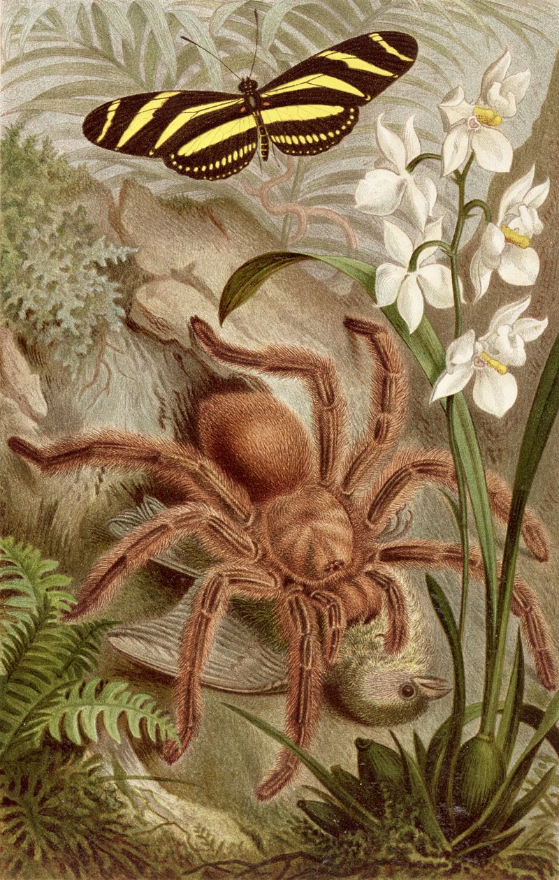 Bird Spider, Brehms Tierleben