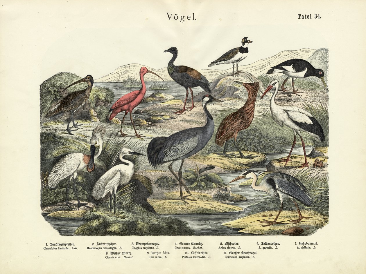 Kuşlar, yaklaşık 1860 by German School
