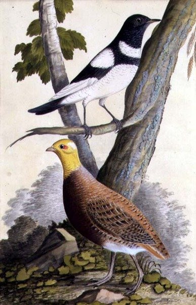 Kara Boğazlı Pamukçuk (Turdus ruficollis) ve Keklik (Perdix perdix), c.1740 (kağıt üzerine suluboya) by German School