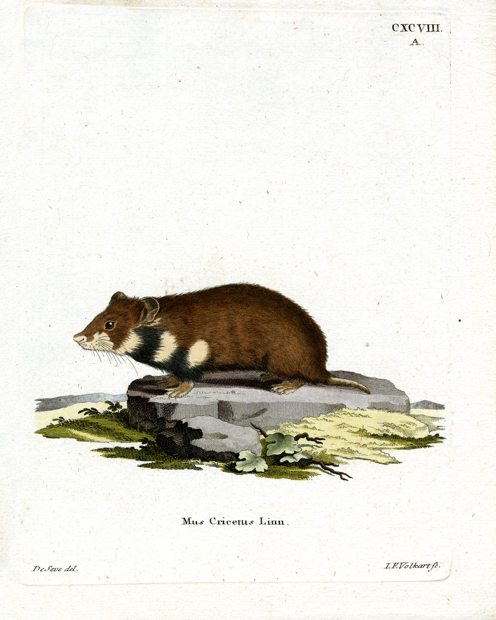 Kara karınlı Hamster (renkli gravür) by German School