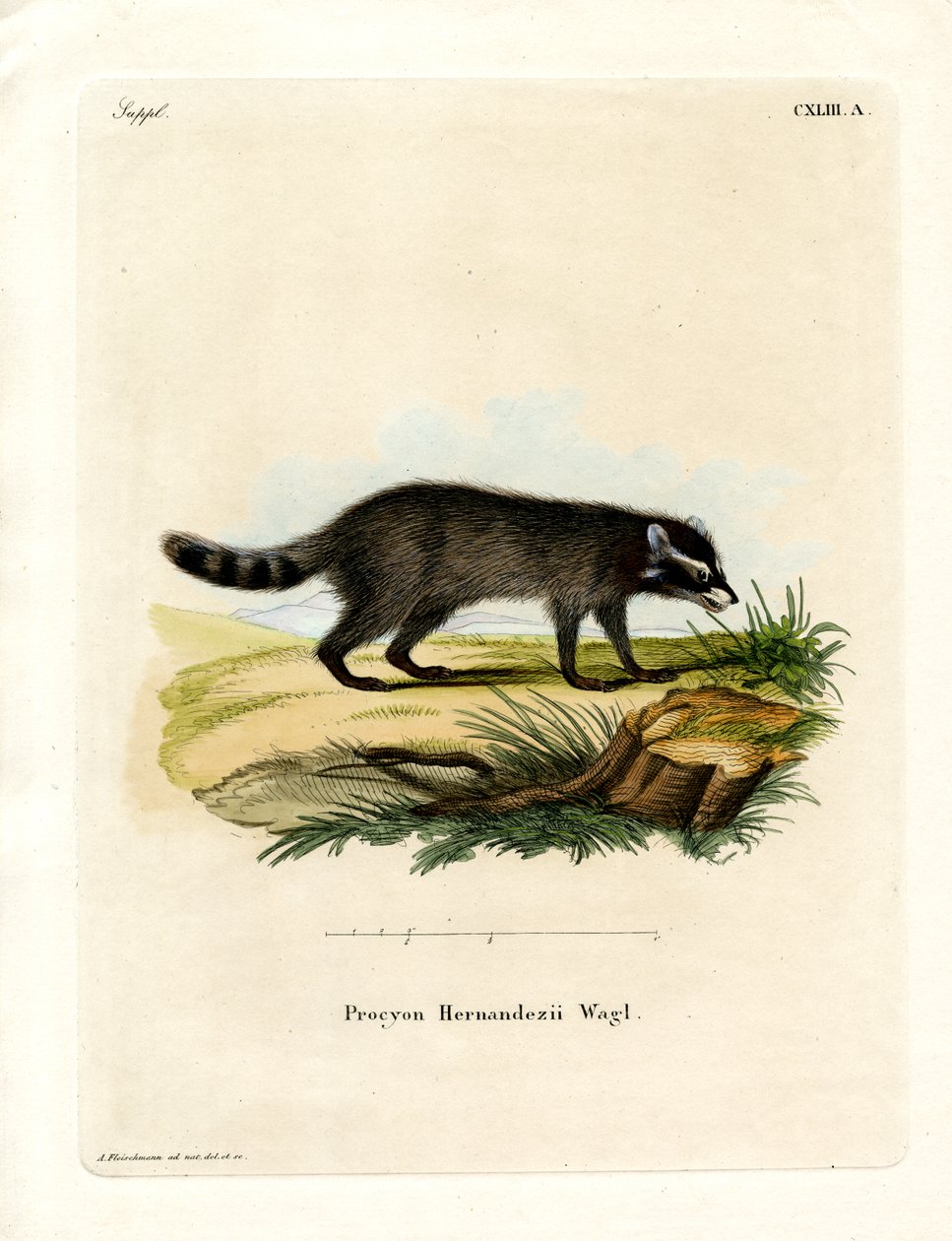 Kara ayaklı rakun (renkli gravür) by German School