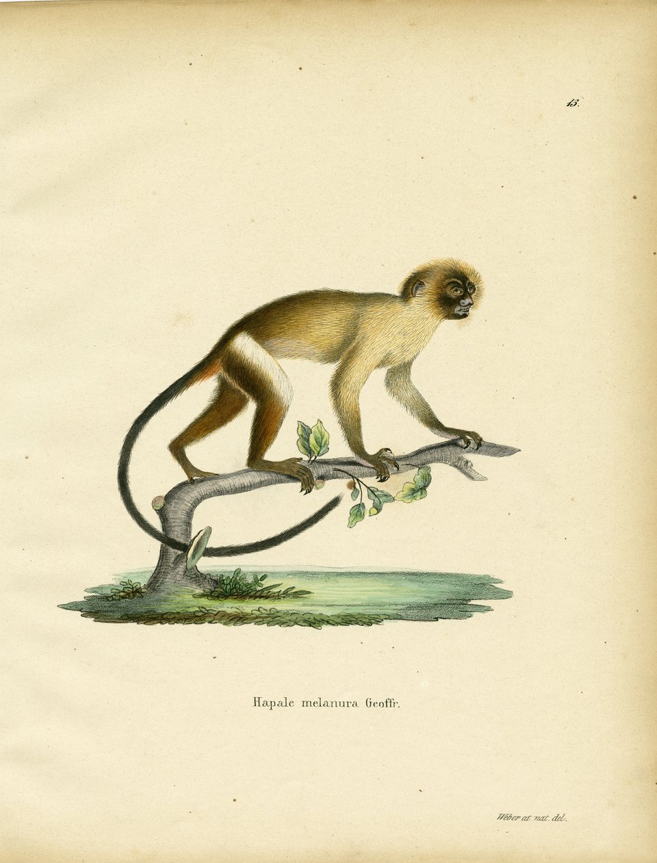 Kara Kuyruklu Marmoset by German School