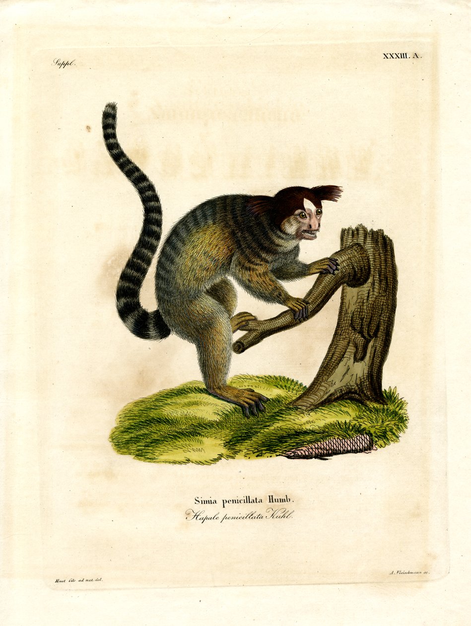 Siyah püsküllü Marmoset (renkli gravür) by German School