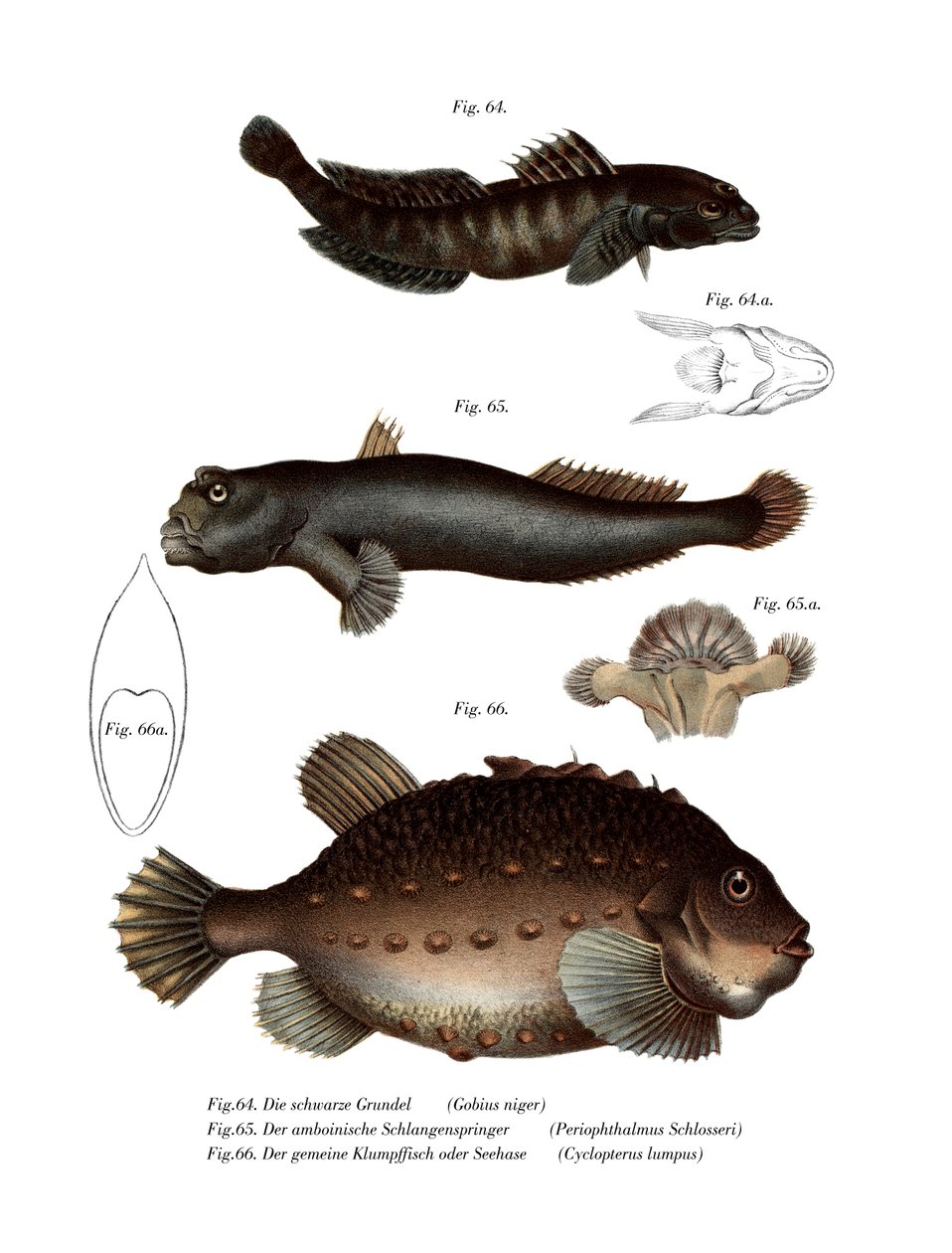 Black Goby (renkli taş) by German School