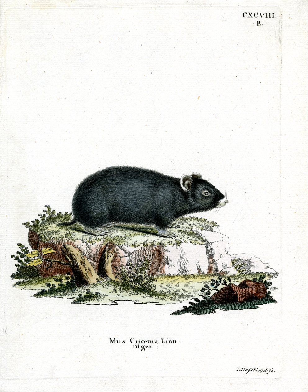 Siyah Hamster (renkli gravür) by German School