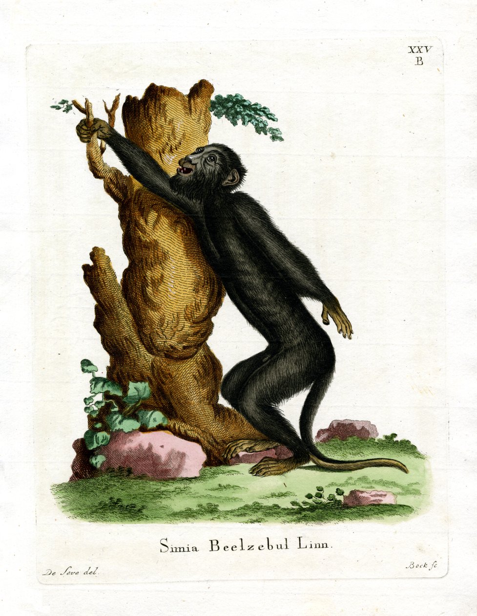 Black Howler (renkli gravür) by German School