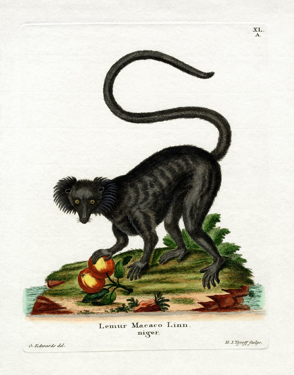 Siyah Lemur (renkli gravür) by German School