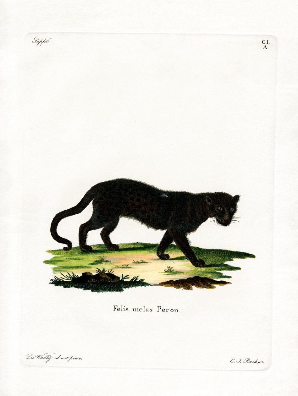 Siyah Leopar (renkli gravür) by German School