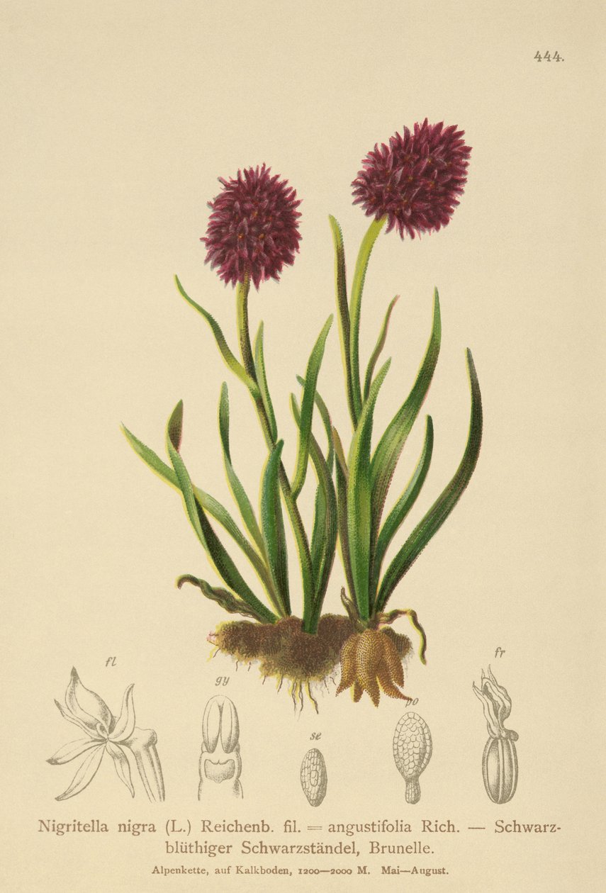 Siyah Vanilya Orkide (Nigritella nigra, Nigritella angustifolia) by German School