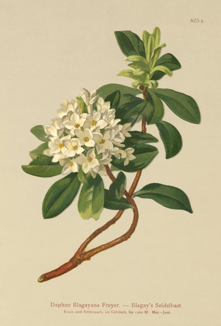 Blagays Daphne (Daphne Blagayana Freyer) by German School