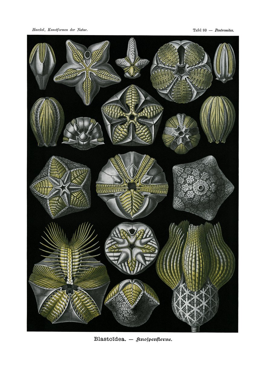 Blastoidea, 1899-1904 by German School
