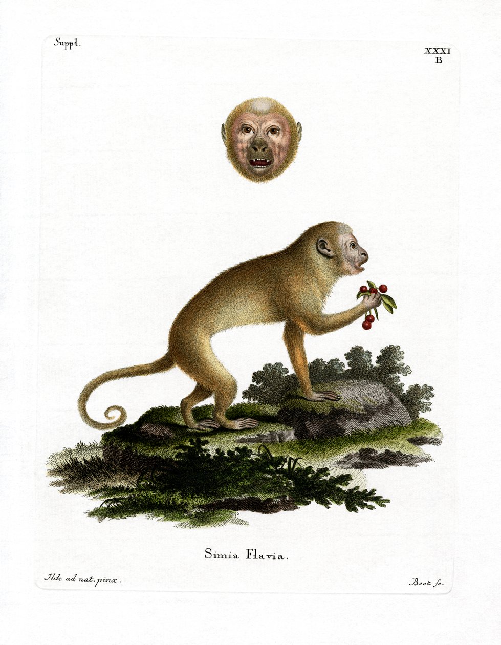 Blonde Capuchin (renkli gravür) by German School