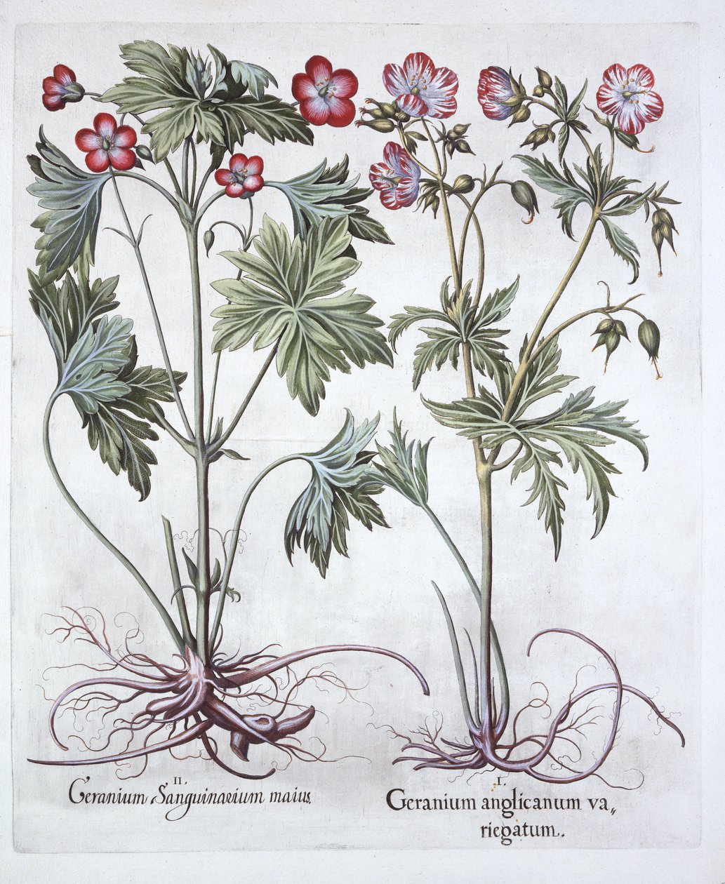 Hortus Eystettensis